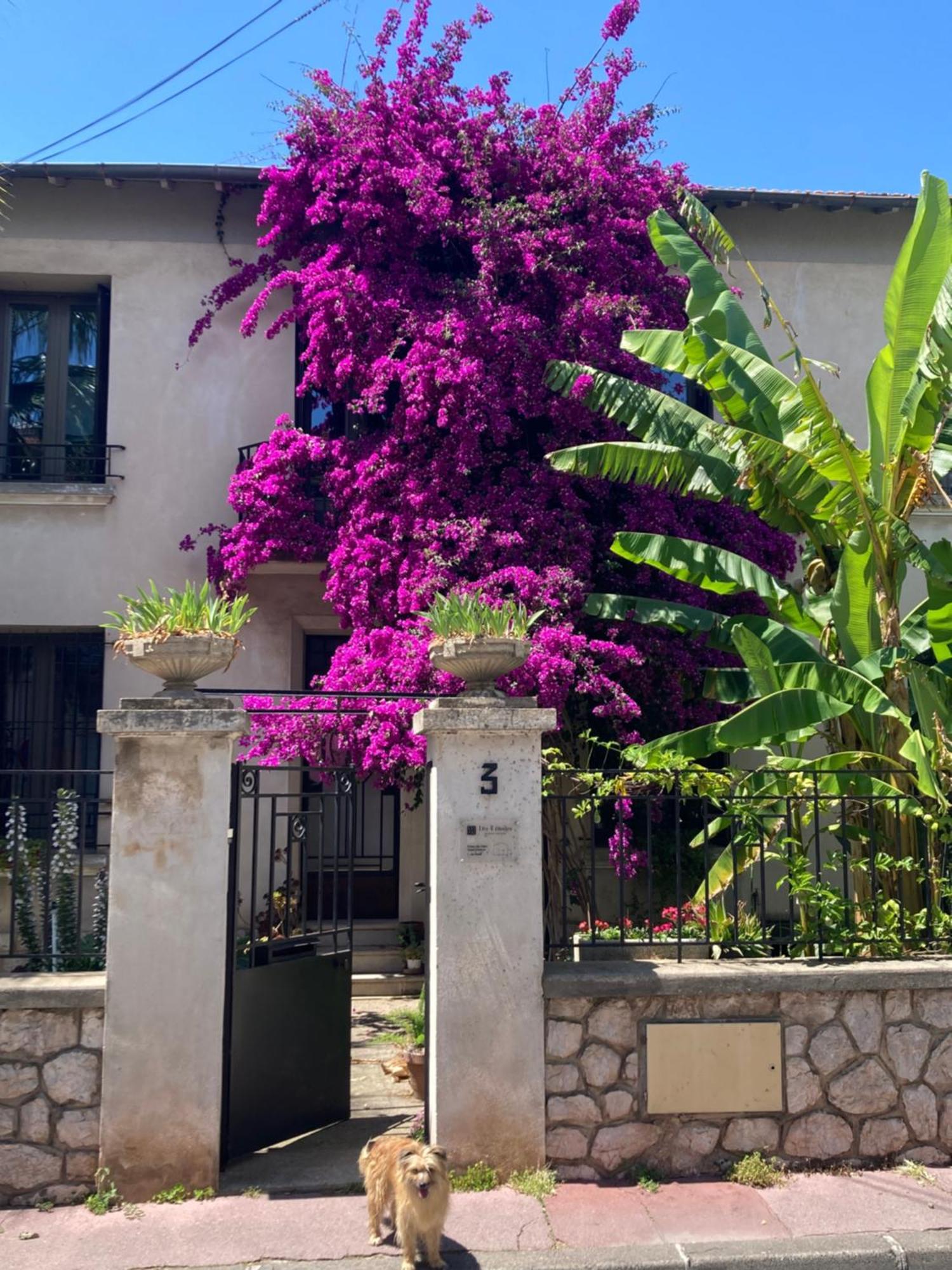 Les 4 Etoiles Bed & Breakfast Montpellier Exterior foto